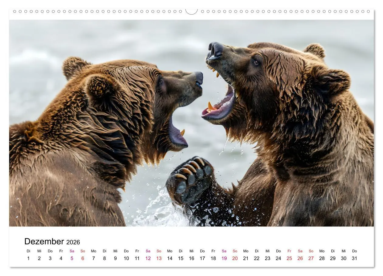 Bild: 9783457374979 | Bären - gefährlich nett (Wandkalender 2026 DIN A2 quer), CALVENDO...