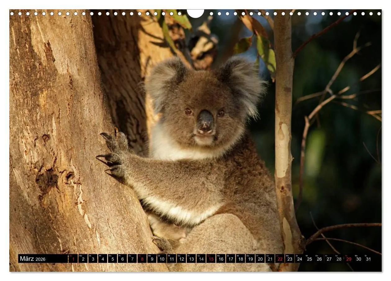 Bild: 9783516224979 | Kangaroo Island (Wandkalender 2026 DIN A3 quer), CALVENDO...