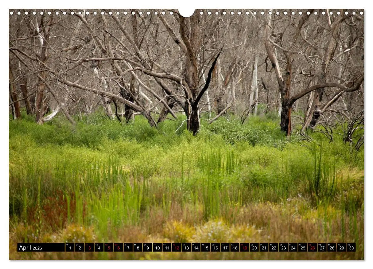 Bild: 9783516224979 | Kangaroo Island (Wandkalender 2026 DIN A3 quer), CALVENDO...