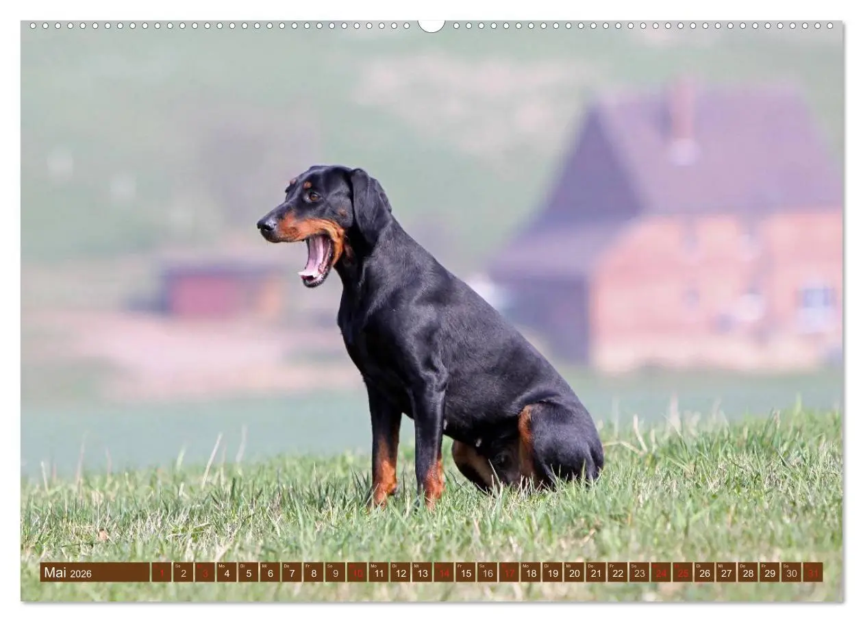 Bild: 9783516115079 | Brandlbracken (hochwertiger Premium Wandkalender 2026 DIN A2 quer),...