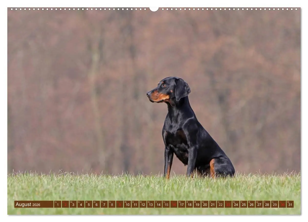 Bild: 9783516115079 | Brandlbracken (hochwertiger Premium Wandkalender 2026 DIN A2 quer),...