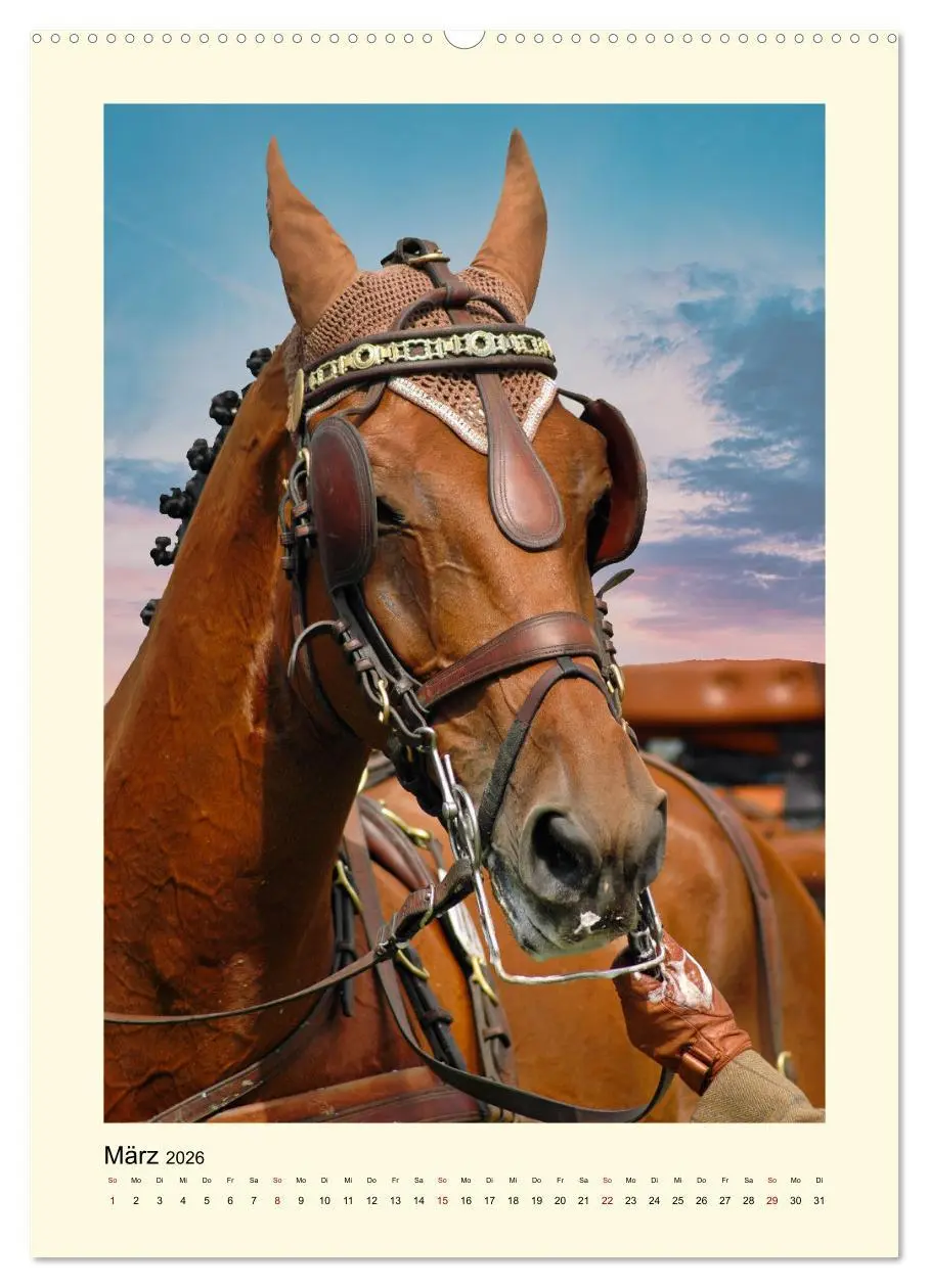 Bild: 9783516345179 | Kutschpferde im Portait (Wandkalender 2026 DIN A2 hoch), CALVENDO...