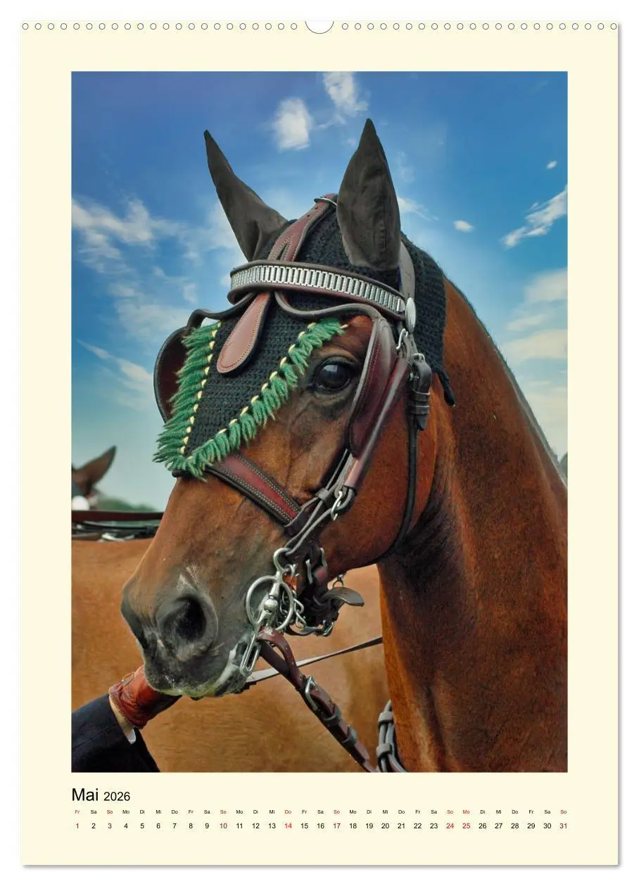 Bild: 9783516345179 | Kutschpferde im Portait (Wandkalender 2026 DIN A2 hoch), CALVENDO...