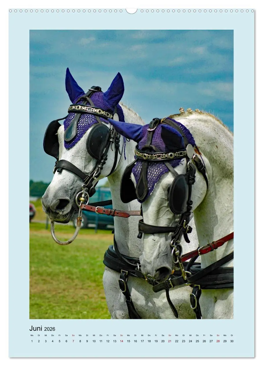 Bild: 9783516345179 | Kutschpferde im Portait (Wandkalender 2026 DIN A2 hoch), CALVENDO...