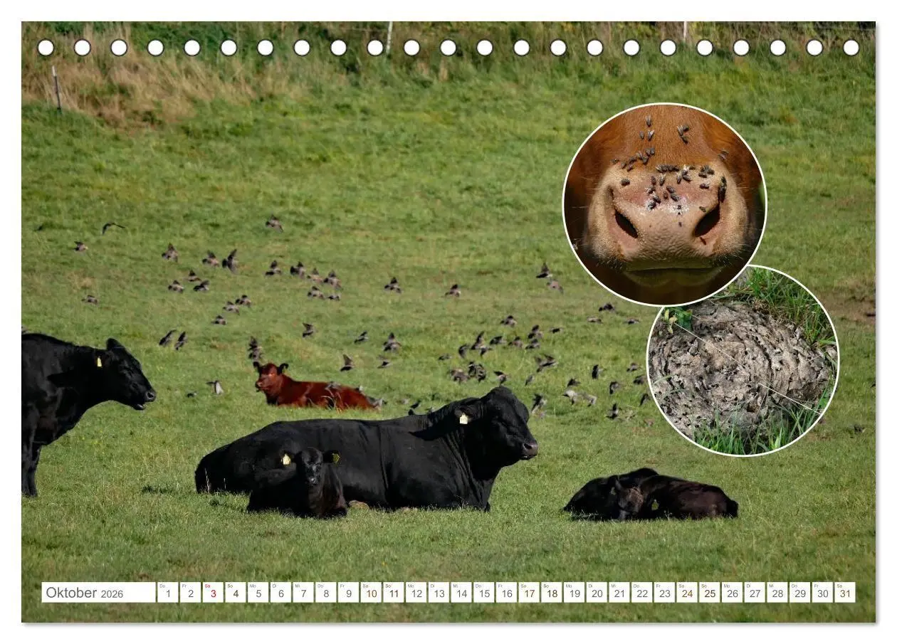Bild: 9783516725179 | Weidetiere - Landschaftsgestalter seit Jahrhunderten (Tischkalender...