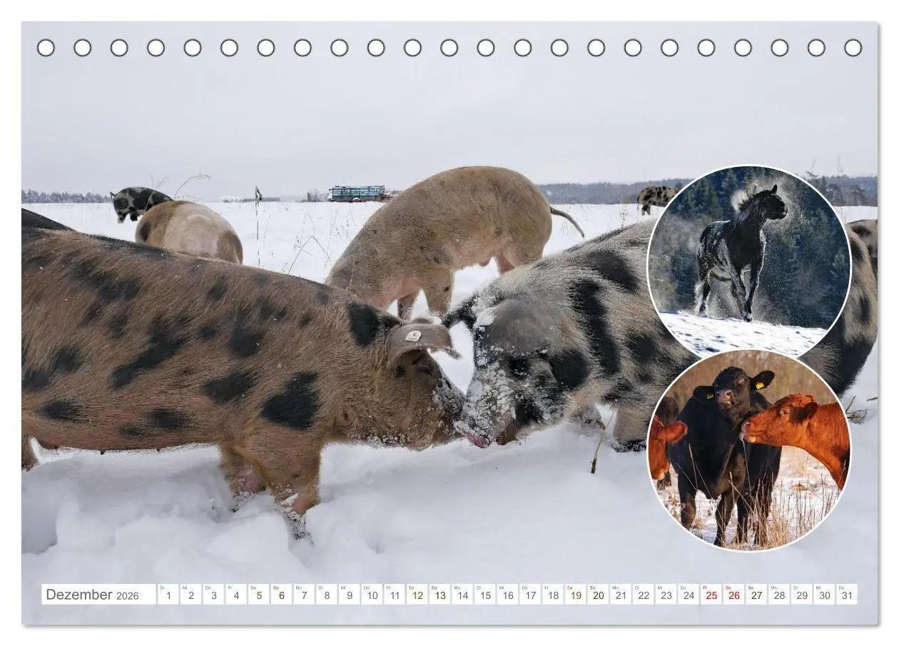 Bild: 9783516725179 | Weidetiere - Landschaftsgestalter seit Jahrhunderten (Tischkalender...