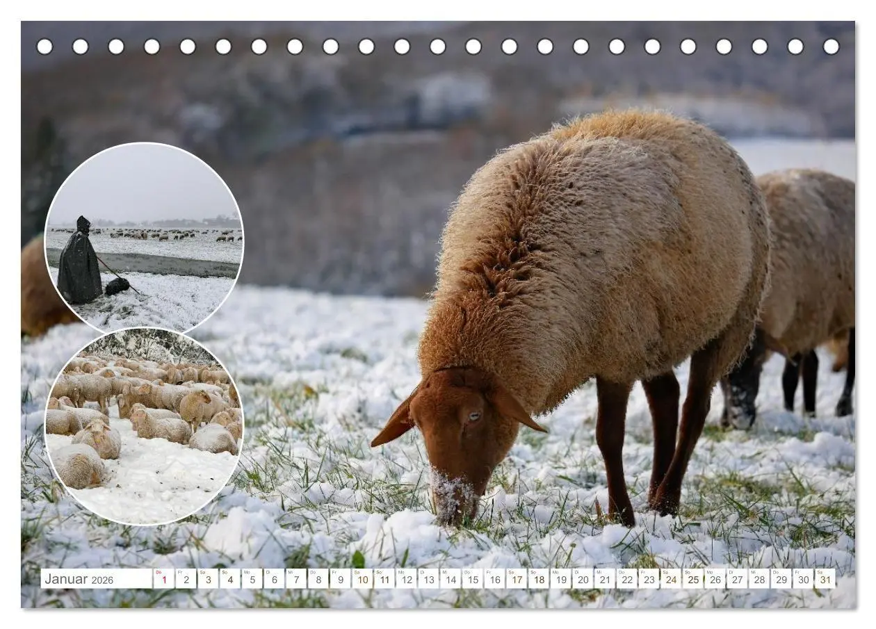 Bild: 9783516725179 | Weidetiere - Landschaftsgestalter seit Jahrhunderten (Tischkalender...
