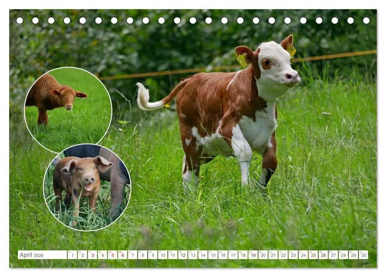 Bild: 9783516725179 | Weidetiere - Landschaftsgestalter seit Jahrhunderten (Tischkalender...