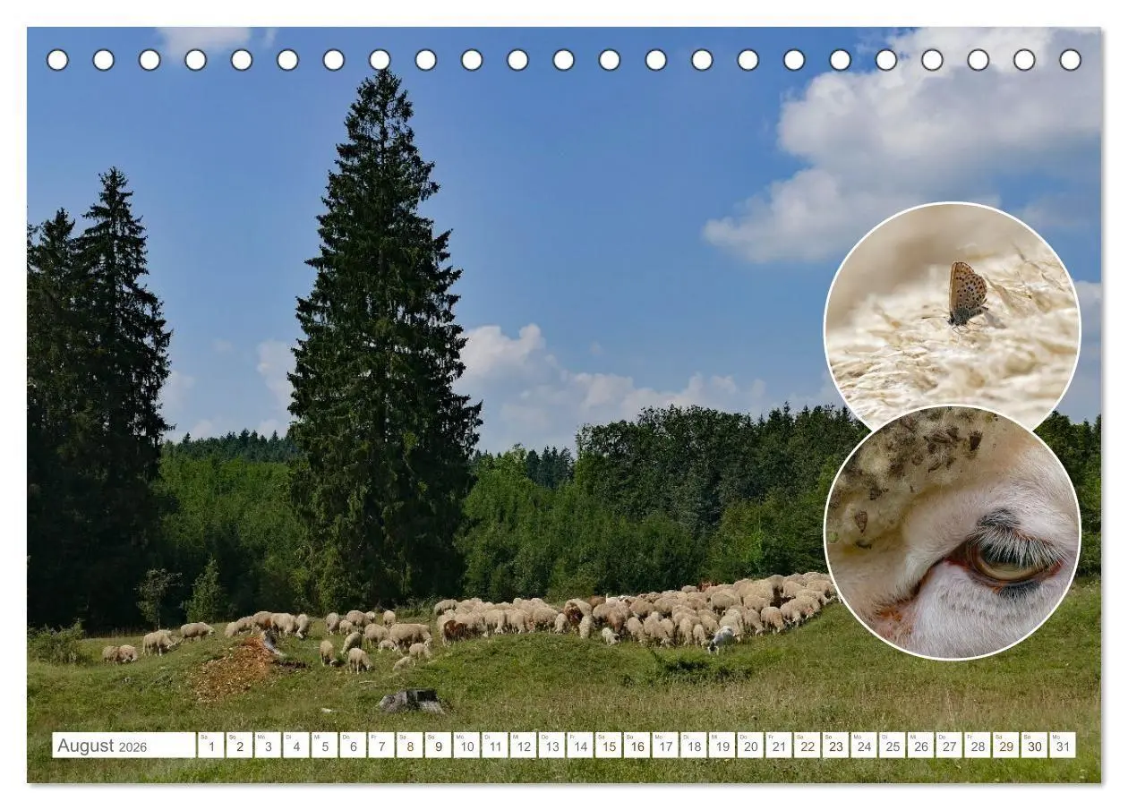 Bild: 9783516725179 | Weidetiere - Landschaftsgestalter seit Jahrhunderten (Tischkalender...