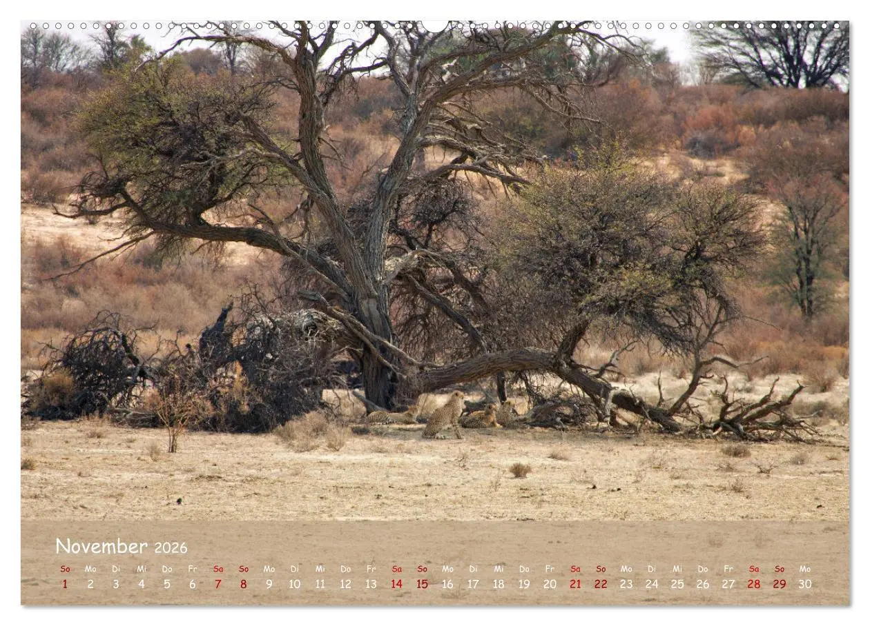 Bild: 9783457485279 | Kgalagadi - Fauna und Wildtiere in der Kalahari (Wandkalender 2026...