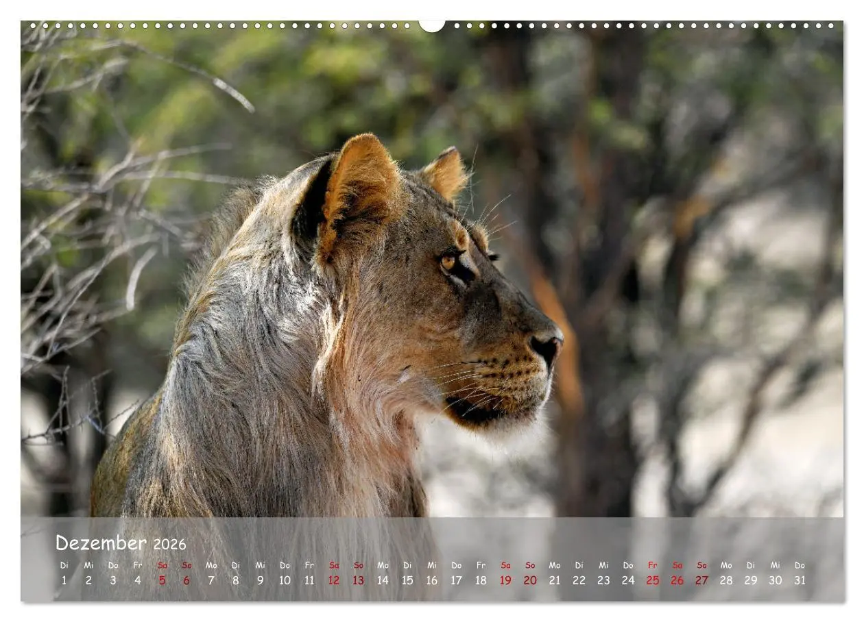 Bild: 9783457485279 | Kgalagadi - Fauna und Wildtiere in der Kalahari (Wandkalender 2026...