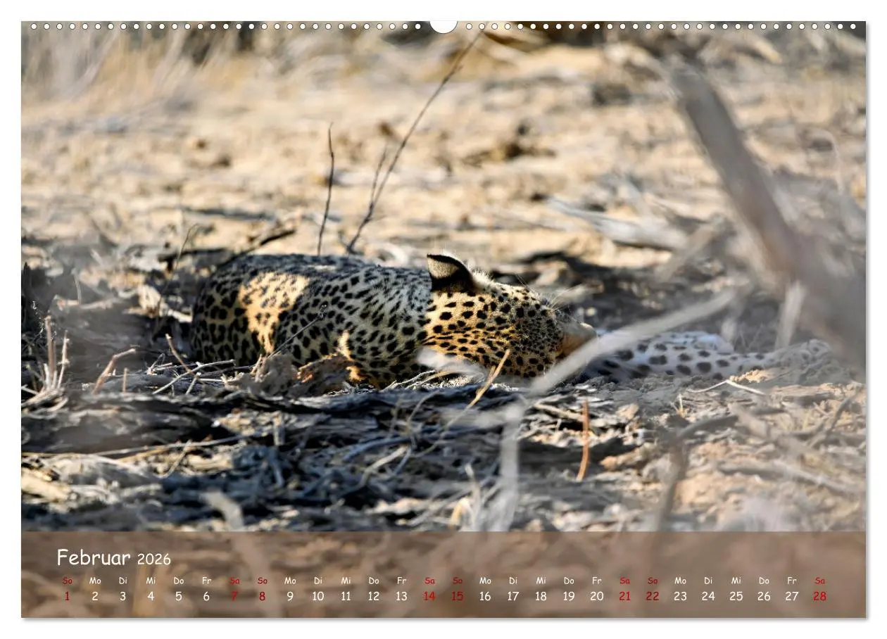 Bild: 9783457485279 | Kgalagadi - Fauna und Wildtiere in der Kalahari (Wandkalender 2026...