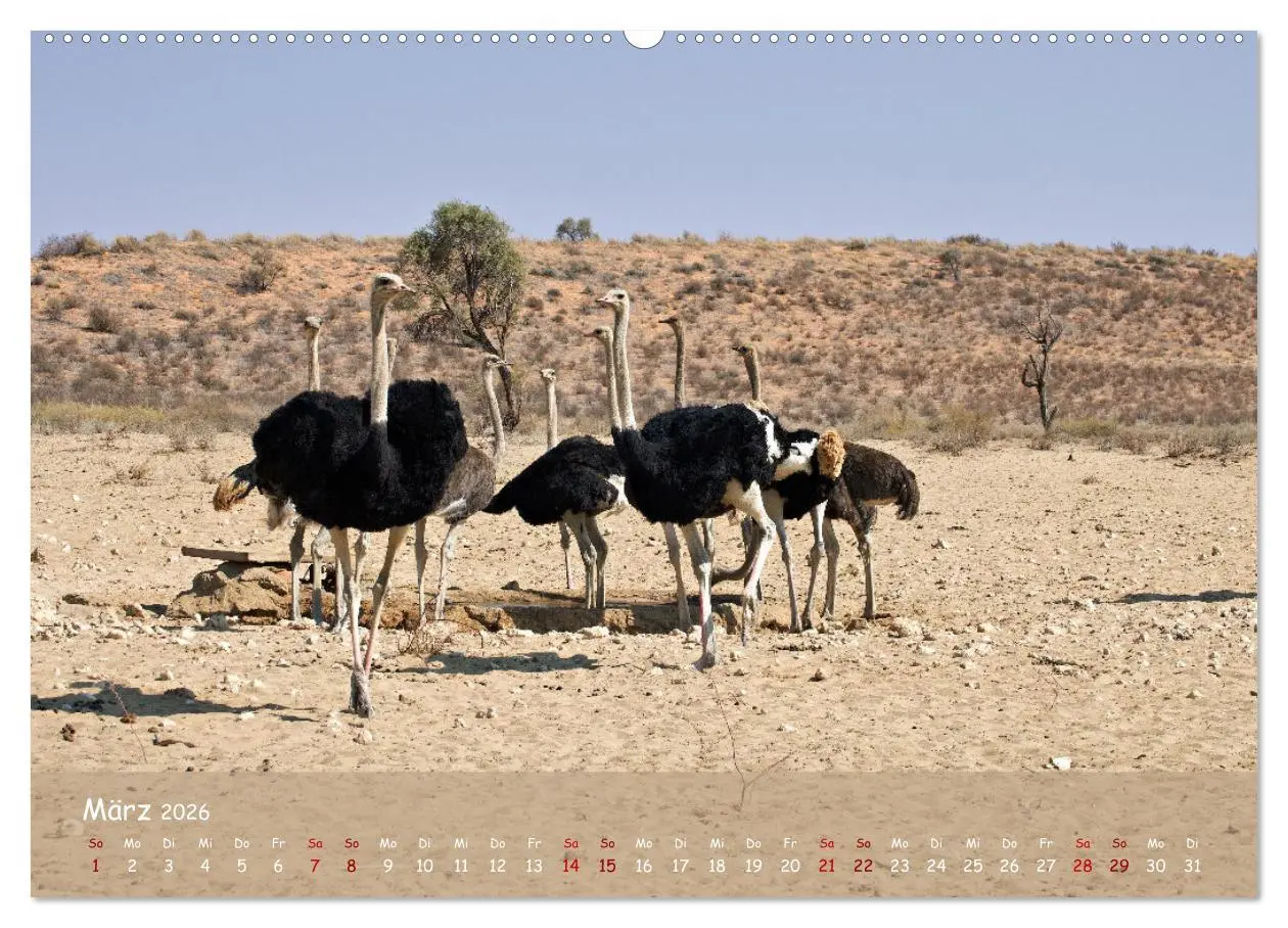 Bild: 9783457485279 | Kgalagadi - Fauna und Wildtiere in der Kalahari (Wandkalender 2026...