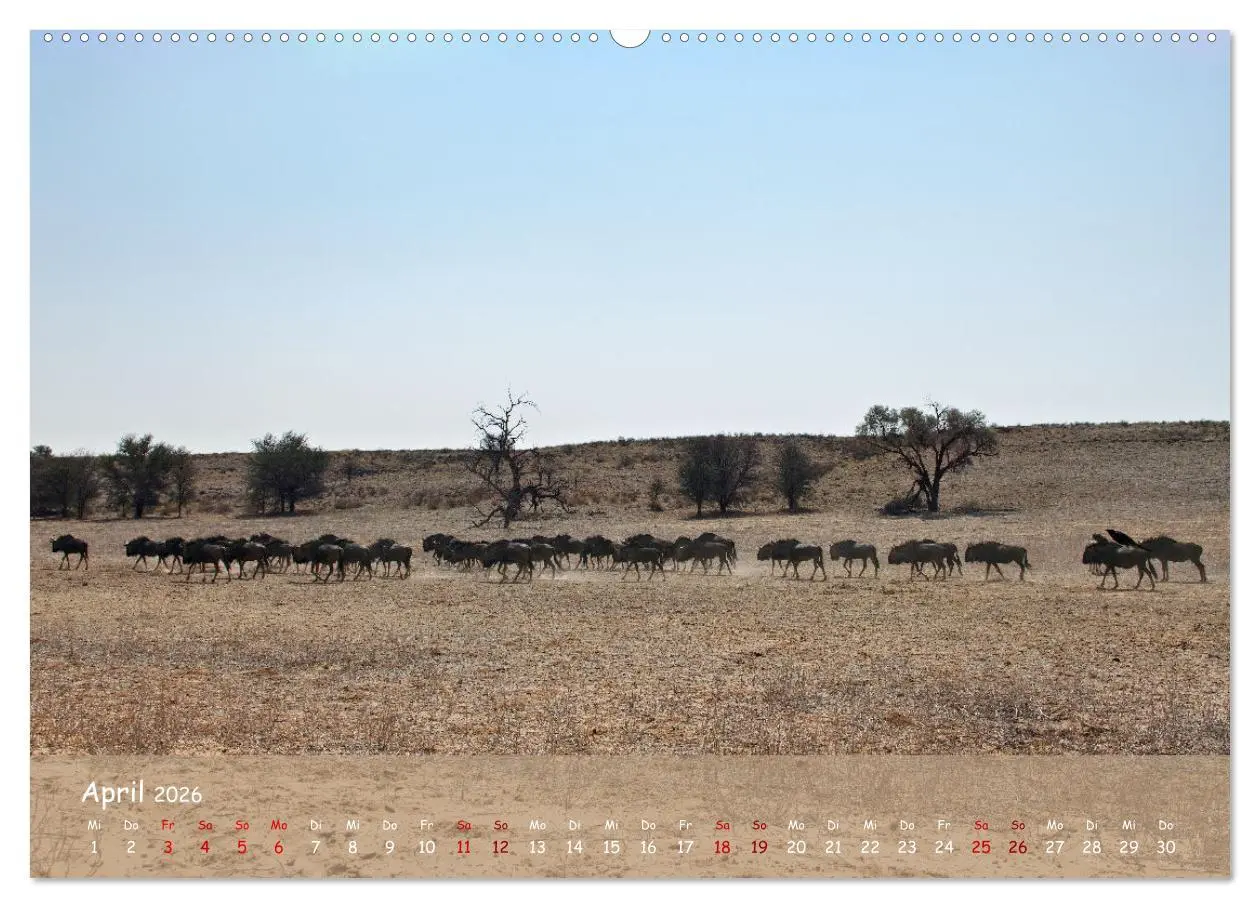 Bild: 9783457485279 | Kgalagadi - Fauna und Wildtiere in der Kalahari (Wandkalender 2026...