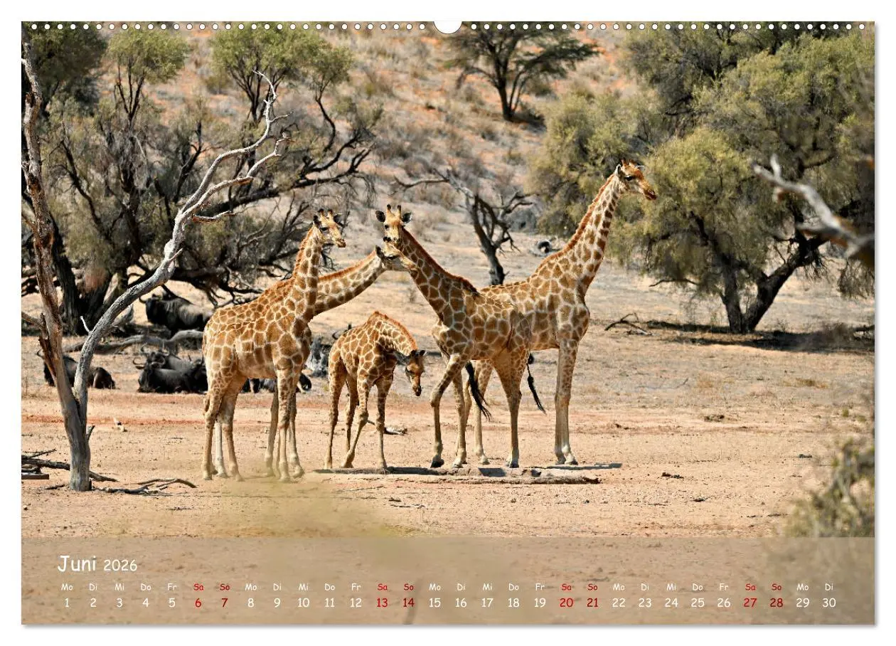 Bild: 9783457485279 | Kgalagadi - Fauna und Wildtiere in der Kalahari (Wandkalender 2026...