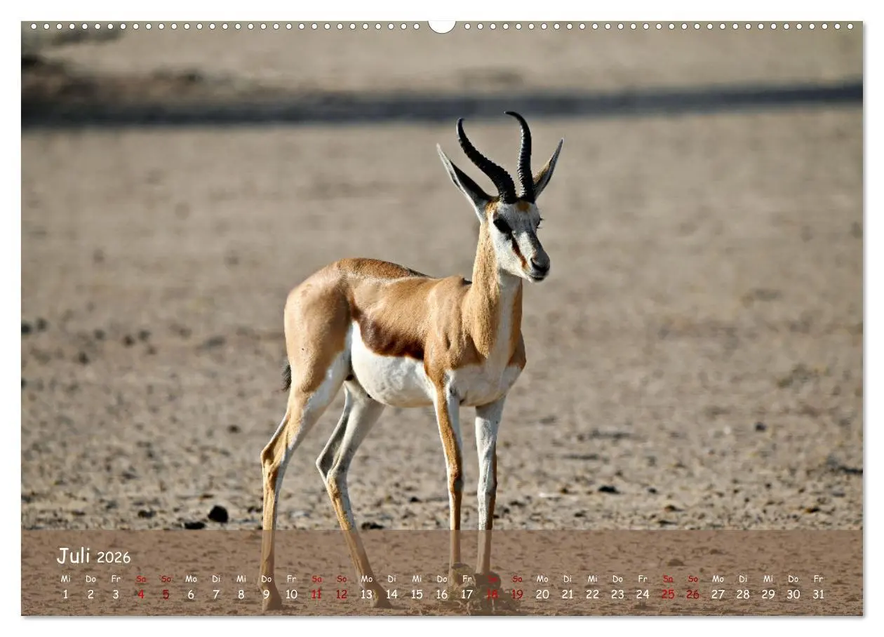 Bild: 9783457485279 | Kgalagadi - Fauna und Wildtiere in der Kalahari (Wandkalender 2026...