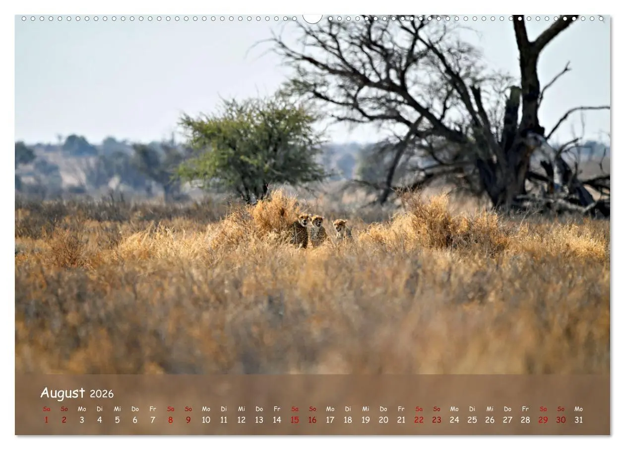 Bild: 9783457485279 | Kgalagadi - Fauna und Wildtiere in der Kalahari (Wandkalender 2026...