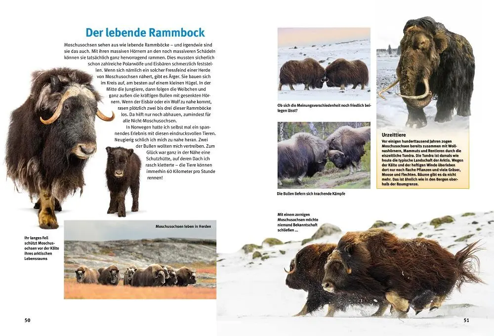 Bild: 9783866595279 | Entdecke Arktis und Antarktis | Ralf P. Sonntag | Buch | 64 S. | 2025