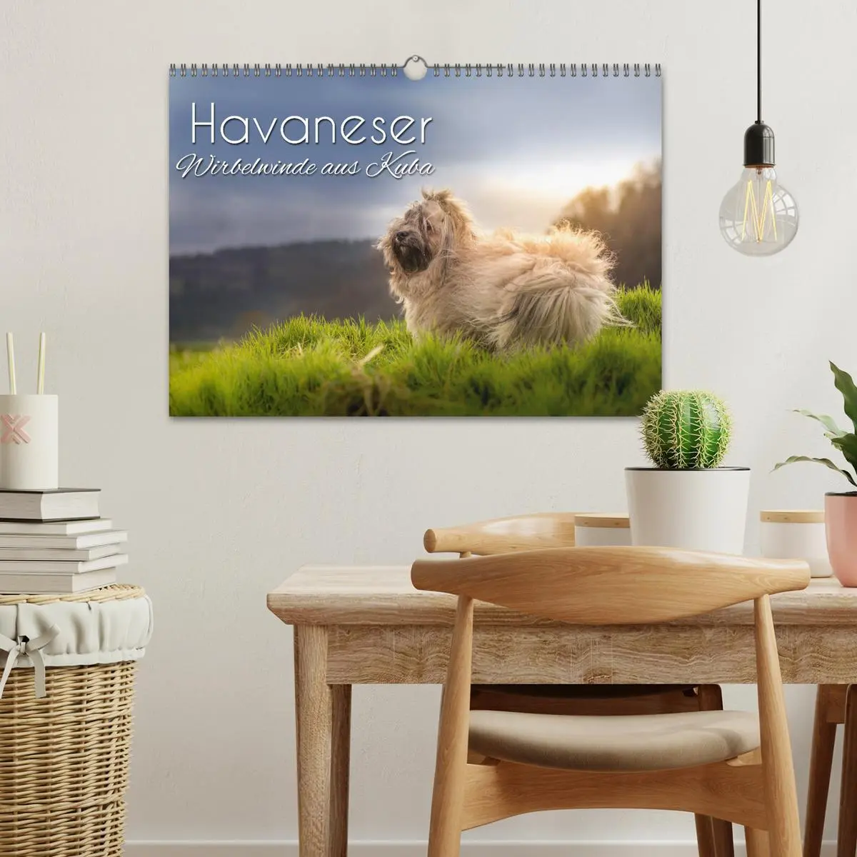 Bild: 9783457845479 | Havaneser - Wirbelwinde aus Kuba (Wandkalender 2026 DIN A3 quer),...