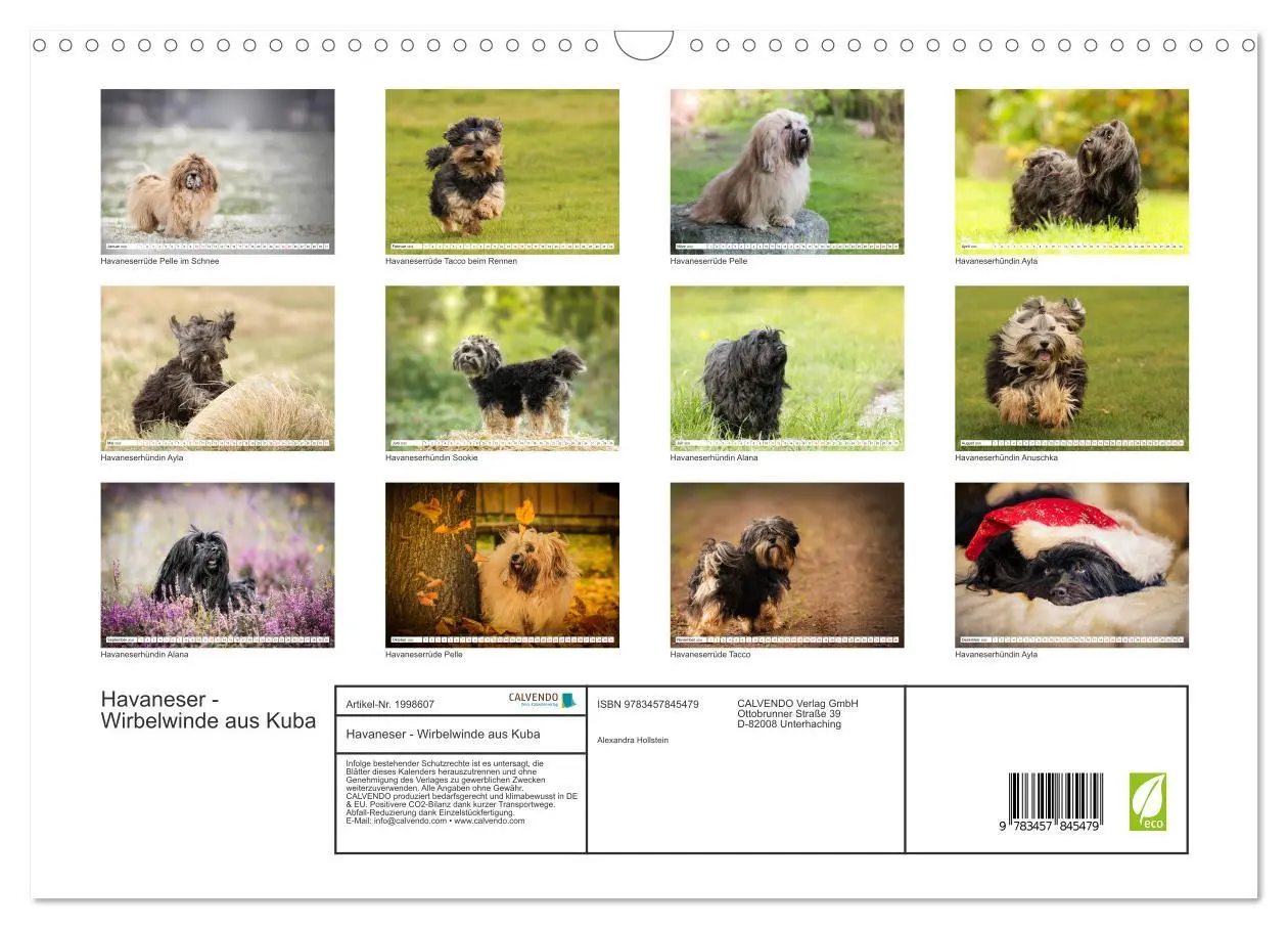 Bild: 9783457845479 | Havaneser - Wirbelwinde aus Kuba (Wandkalender 2026 DIN A3 quer),...