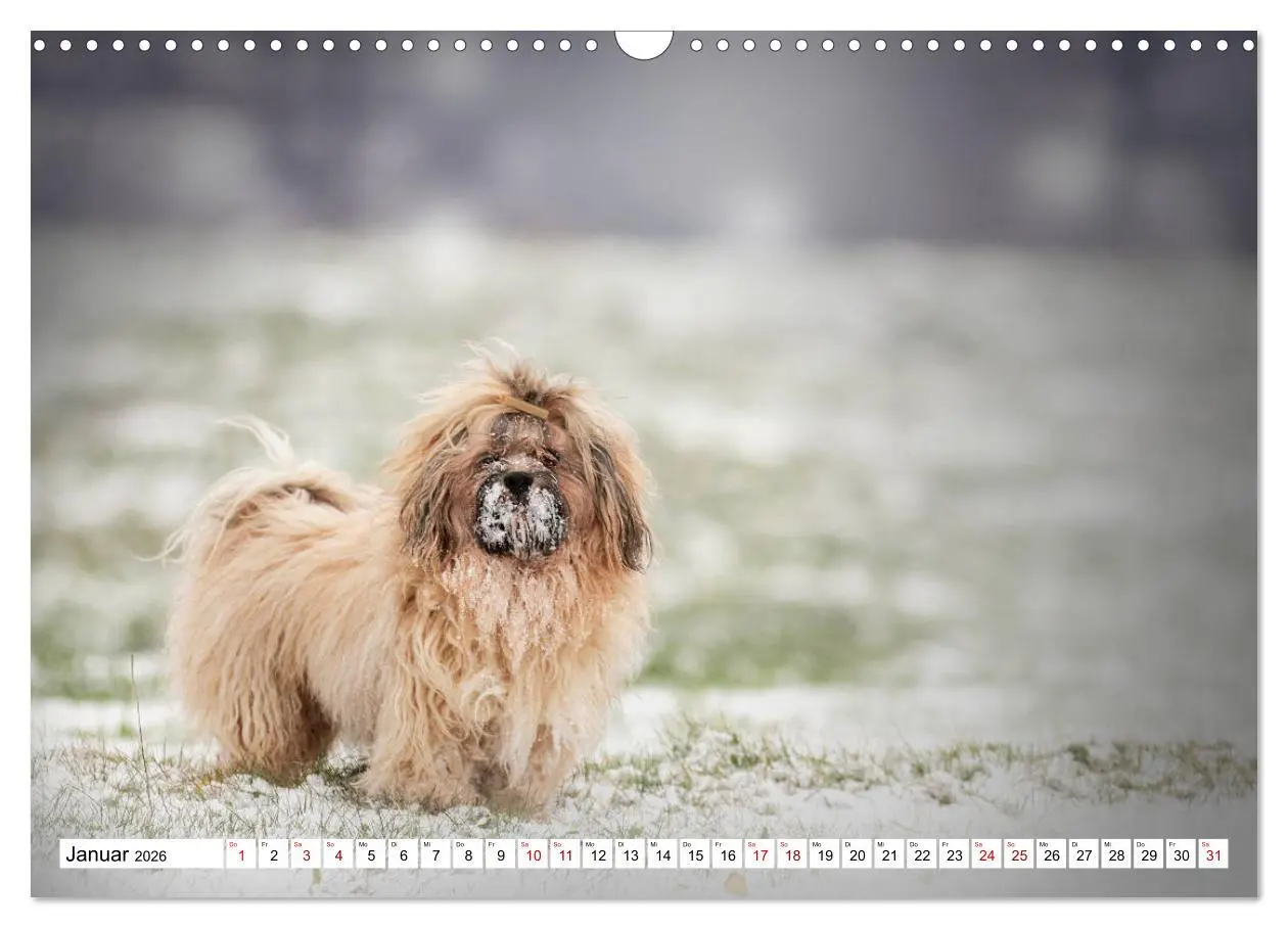 Bild: 9783457845479 | Havaneser - Wirbelwinde aus Kuba (Wandkalender 2026 DIN A3 quer),...