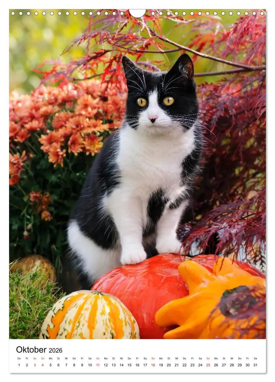 Bild: 9783516485479 | COUNTRY CATS (Wandkalender 2026 DIN A3 hoch), CALVENDO Monatskalender