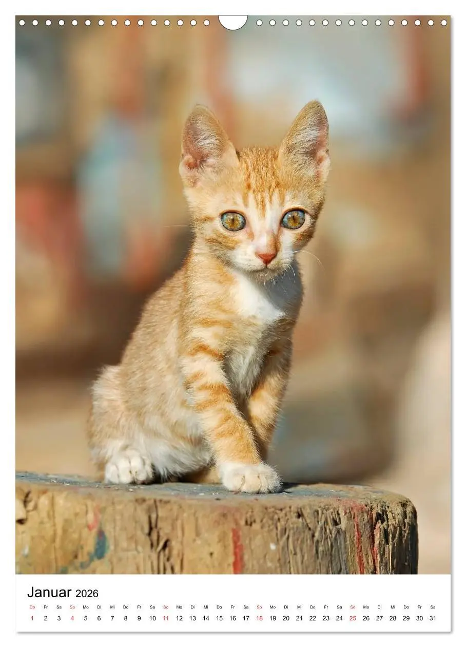 Bild: 9783516485479 | COUNTRY CATS (Wandkalender 2026 DIN A3 hoch), CALVENDO Monatskalender