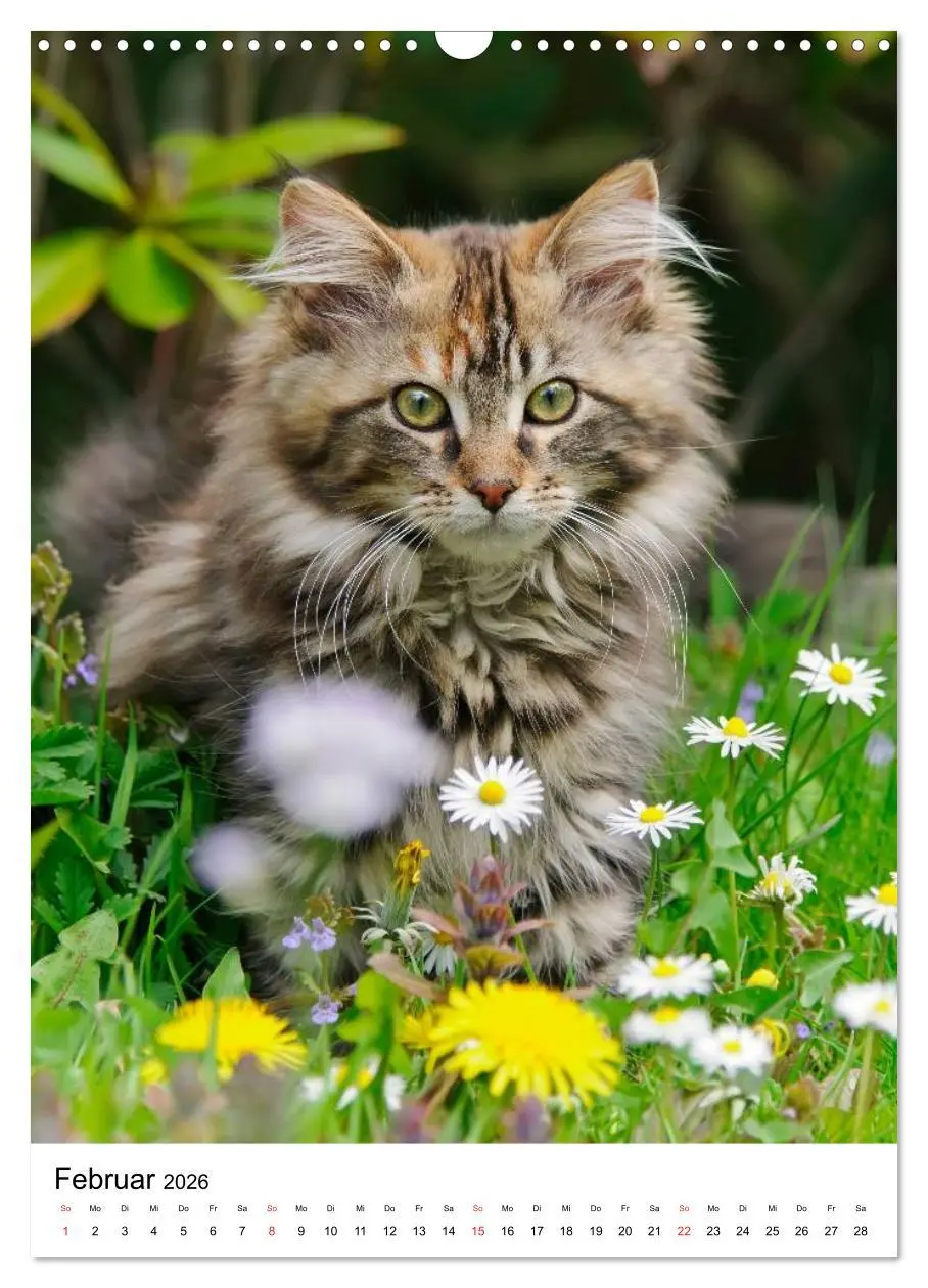 Bild: 9783516485479 | COUNTRY CATS (Wandkalender 2026 DIN A3 hoch), CALVENDO Monatskalender