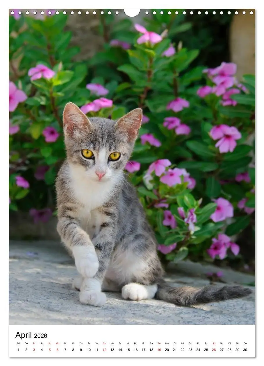 Bild: 9783516485479 | COUNTRY CATS (Wandkalender 2026 DIN A3 hoch), CALVENDO Monatskalender
