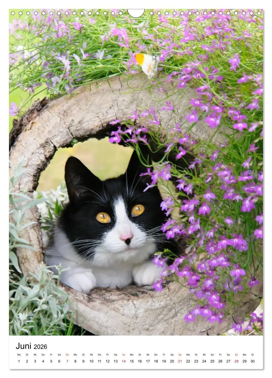 Bild: 9783516485479 | COUNTRY CATS (Wandkalender 2026 DIN A3 hoch), CALVENDO Monatskalender