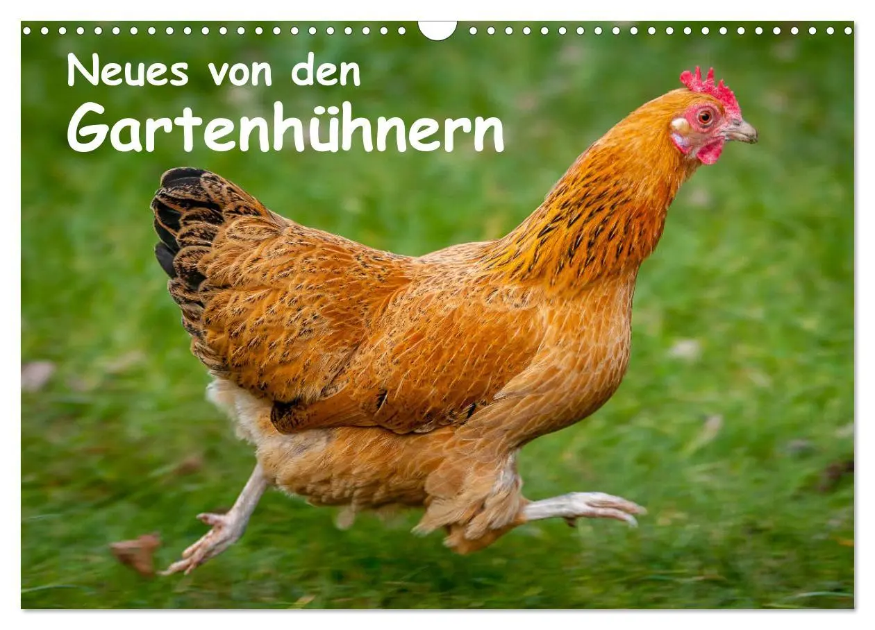 Cover: 9783457905579 | Neues von den Gartenhühnern (Wandkalender 2026 DIN A3 quer),...