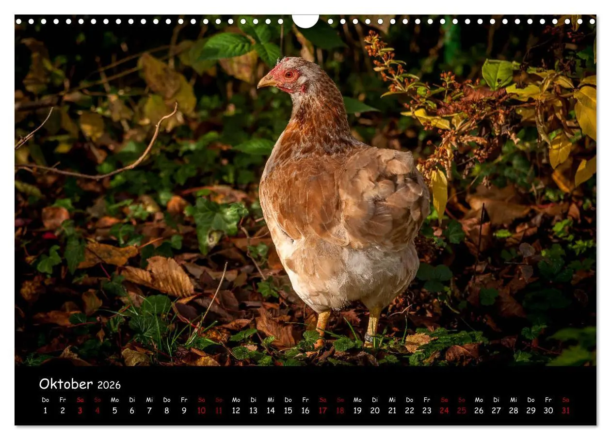 Bild: 9783457905579 | Neues von den Gartenhühnern (Wandkalender 2026 DIN A3 quer),...