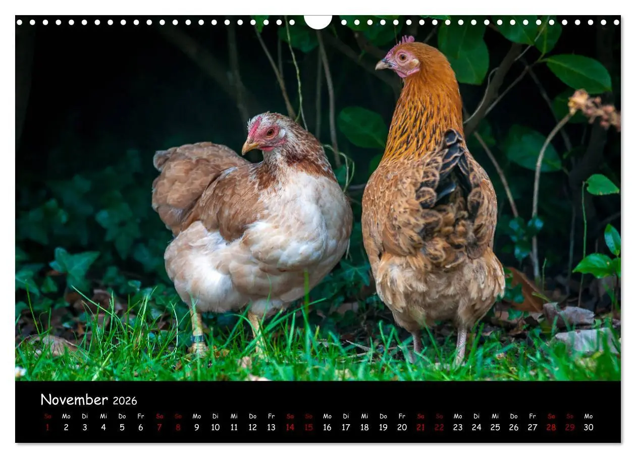 Bild: 9783457905579 | Neues von den Gartenhühnern (Wandkalender 2026 DIN A3 quer),...