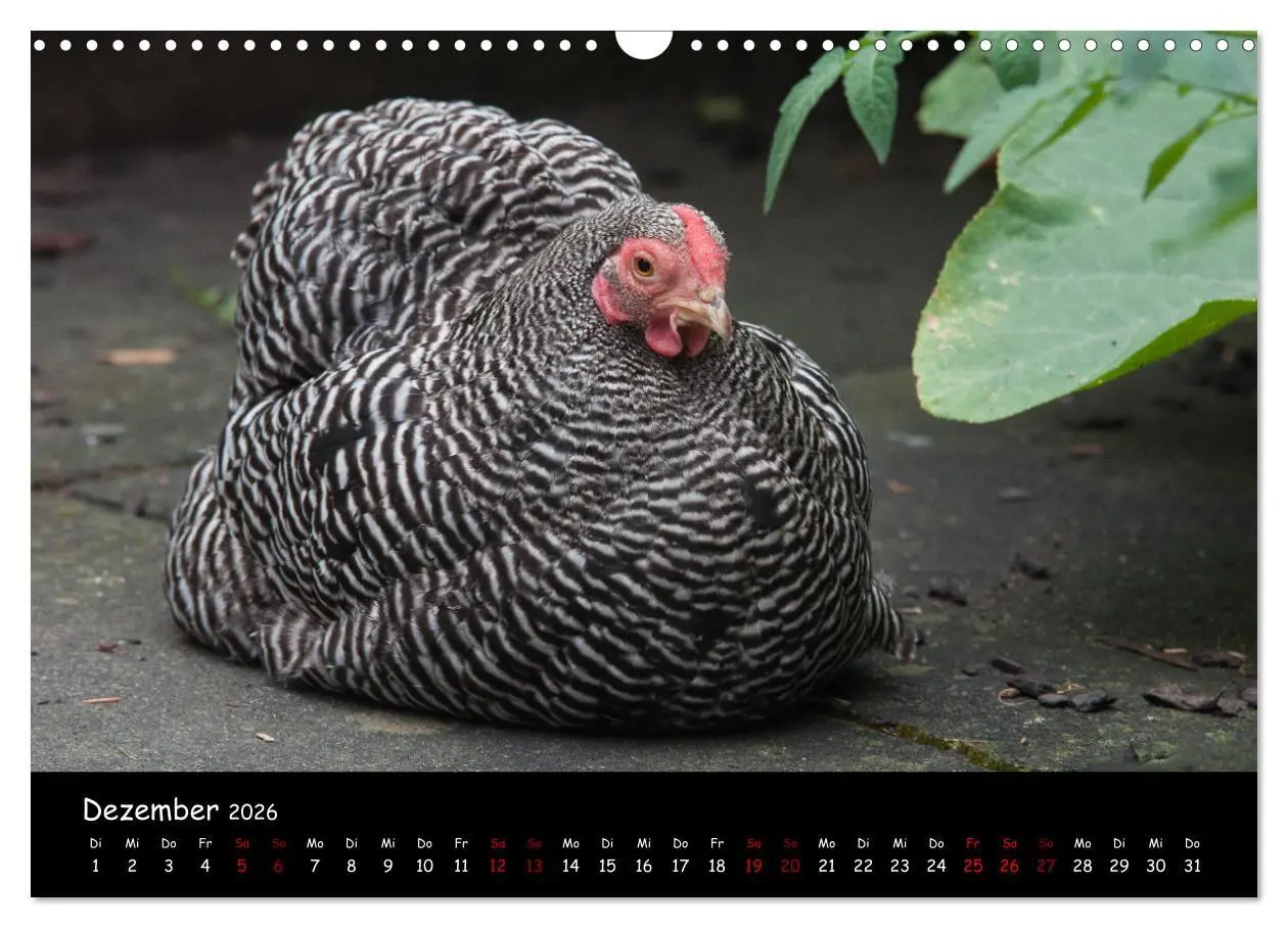 Bild: 9783457905579 | Neues von den Gartenhühnern (Wandkalender 2026 DIN A3 quer),...
