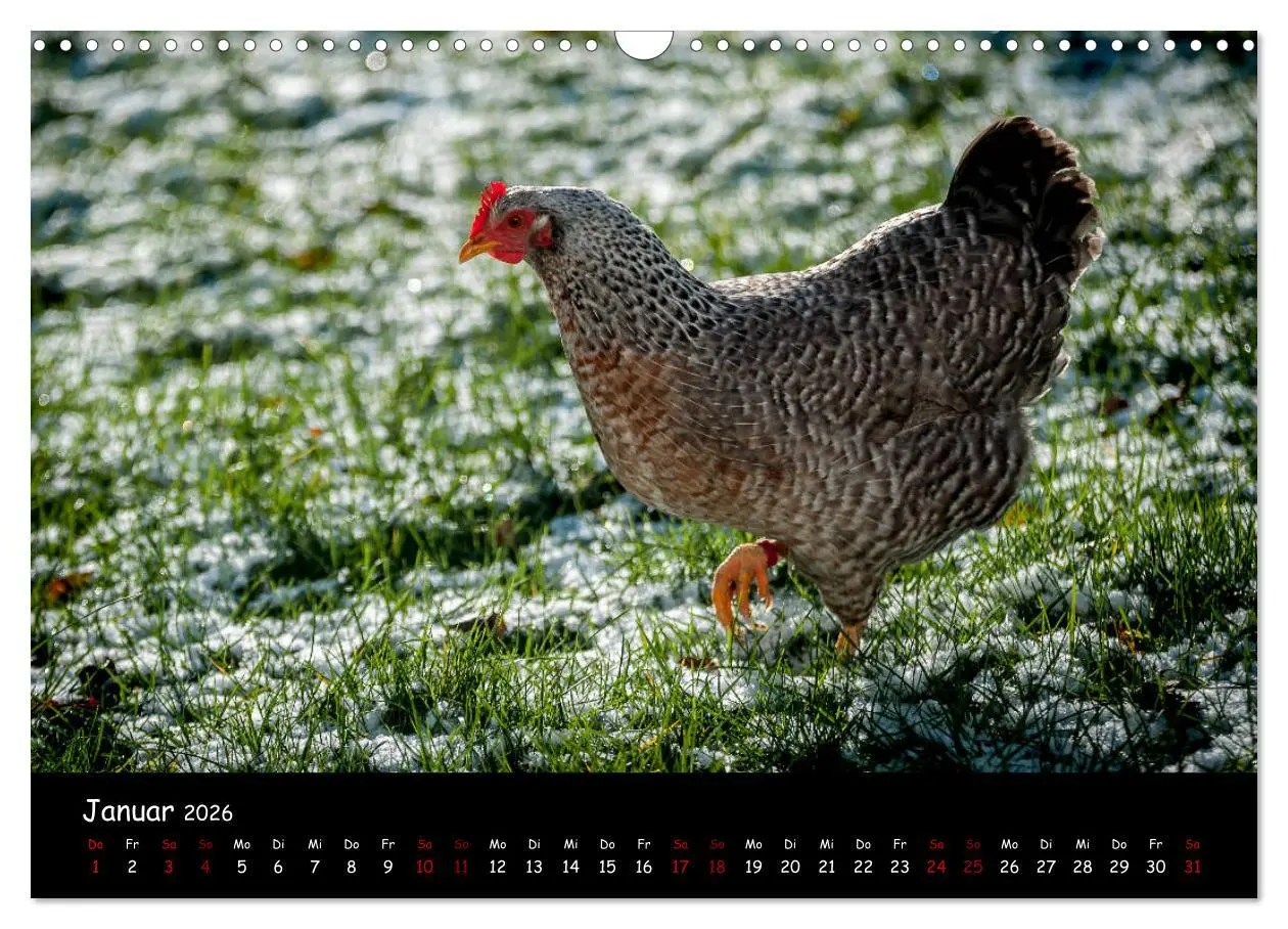 Bild: 9783457905579 | Neues von den Gartenhühnern (Wandkalender 2026 DIN A3 quer),...