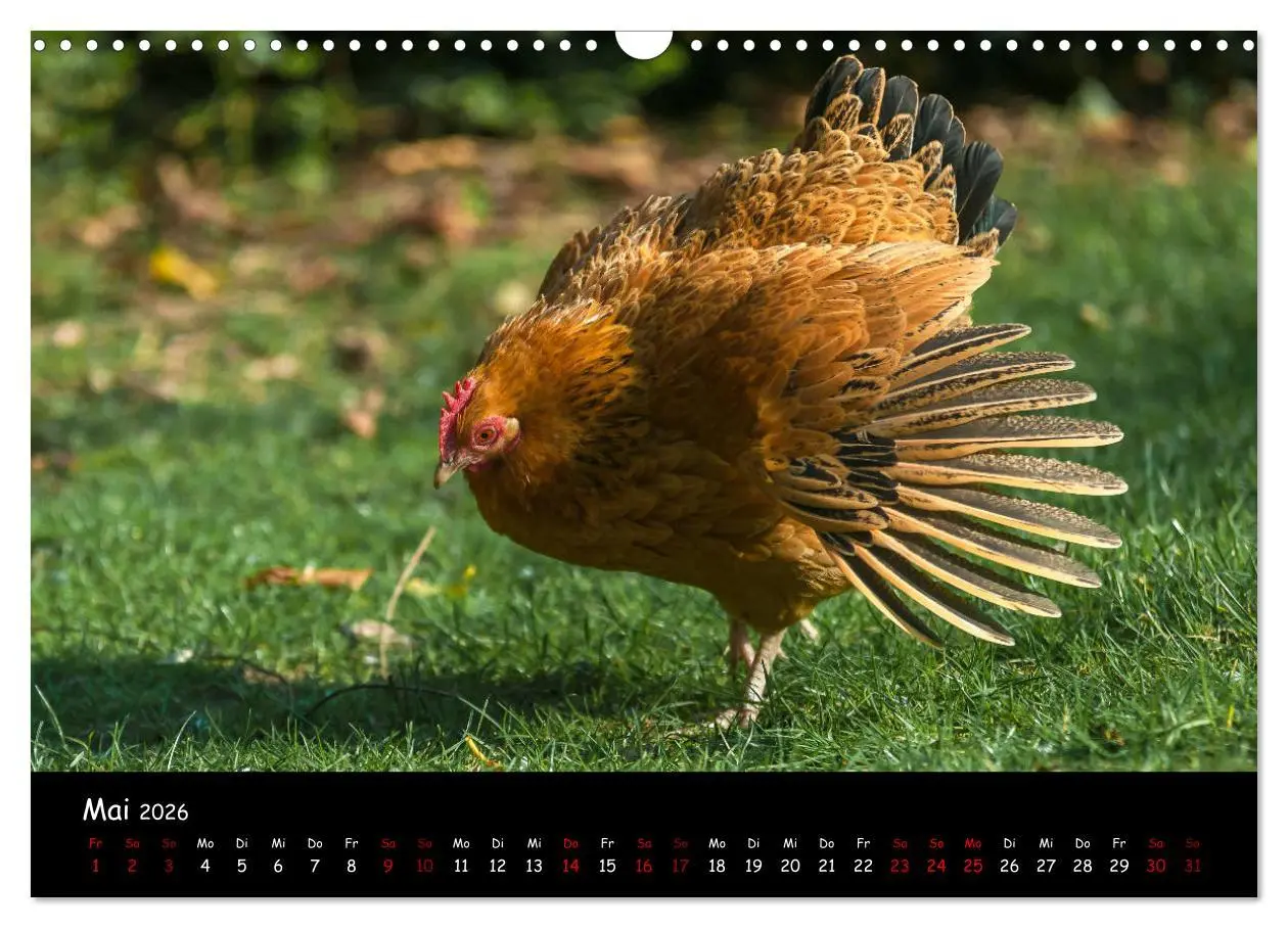 Bild: 9783457905579 | Neues von den Gartenhühnern (Wandkalender 2026 DIN A3 quer),...