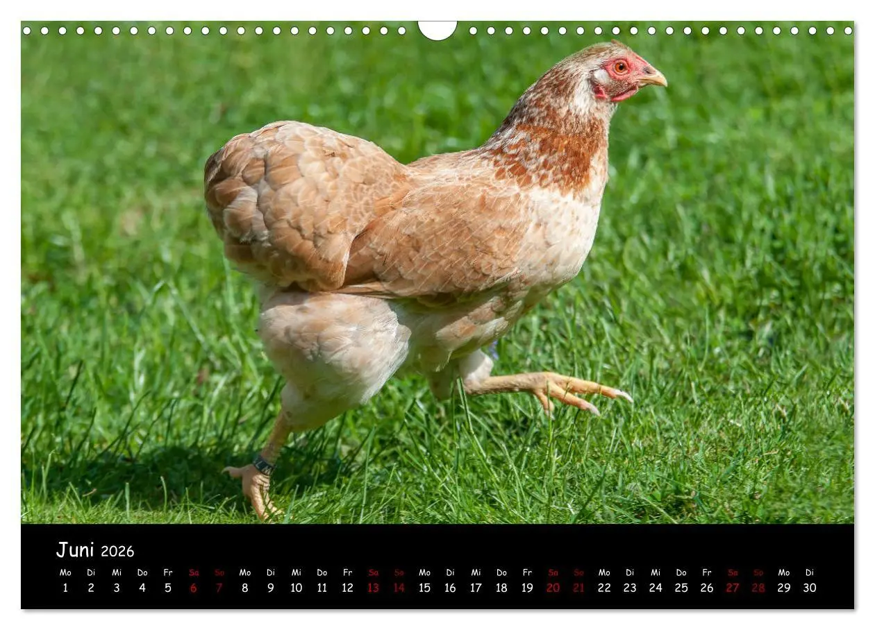 Bild: 9783457905579 | Neues von den Gartenhühnern (Wandkalender 2026 DIN A3 quer),...