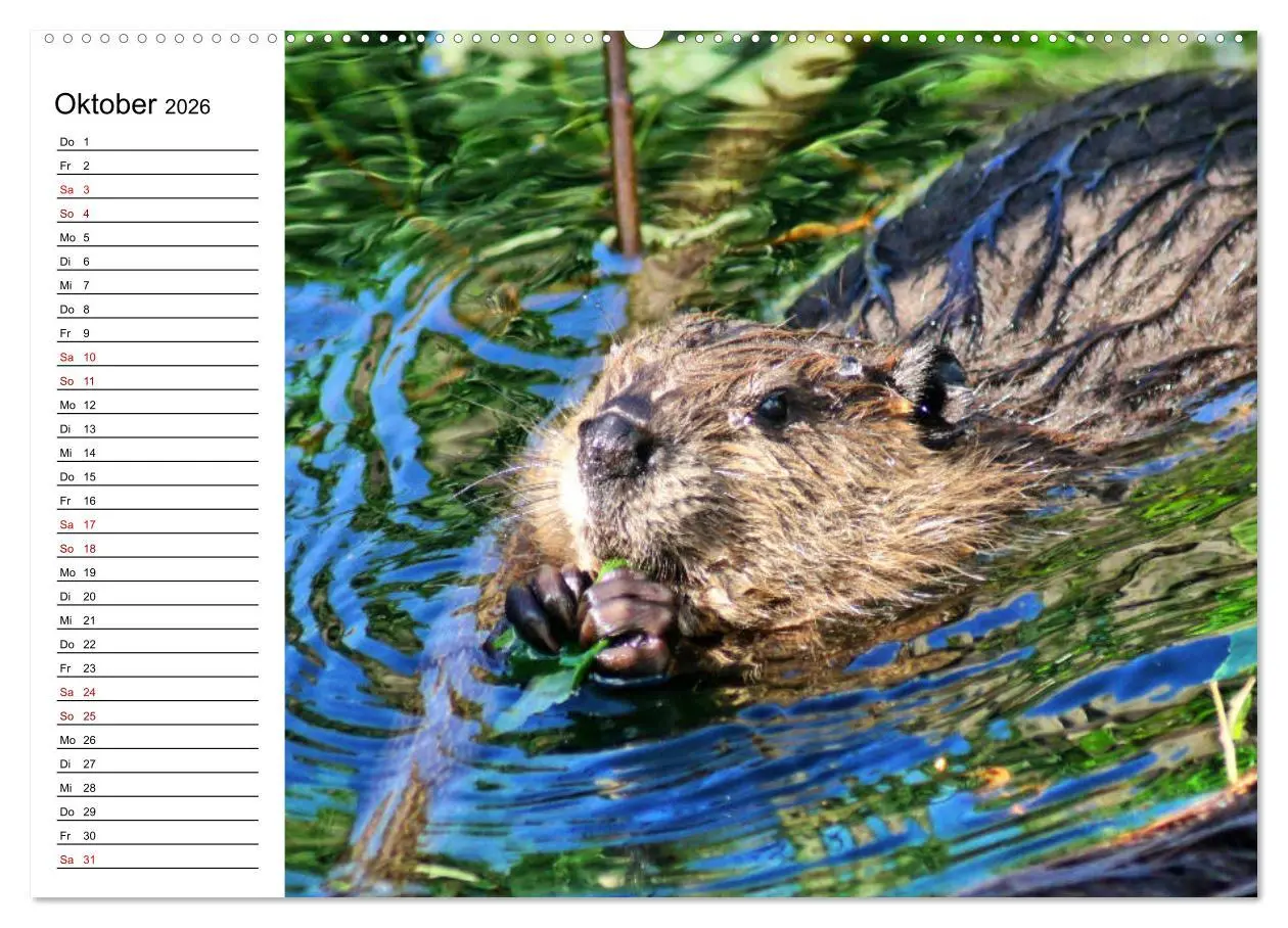 Bild: 9783457755679 | Das Familienleben der Biber (hochwertiger Premium Wandkalender 2026...