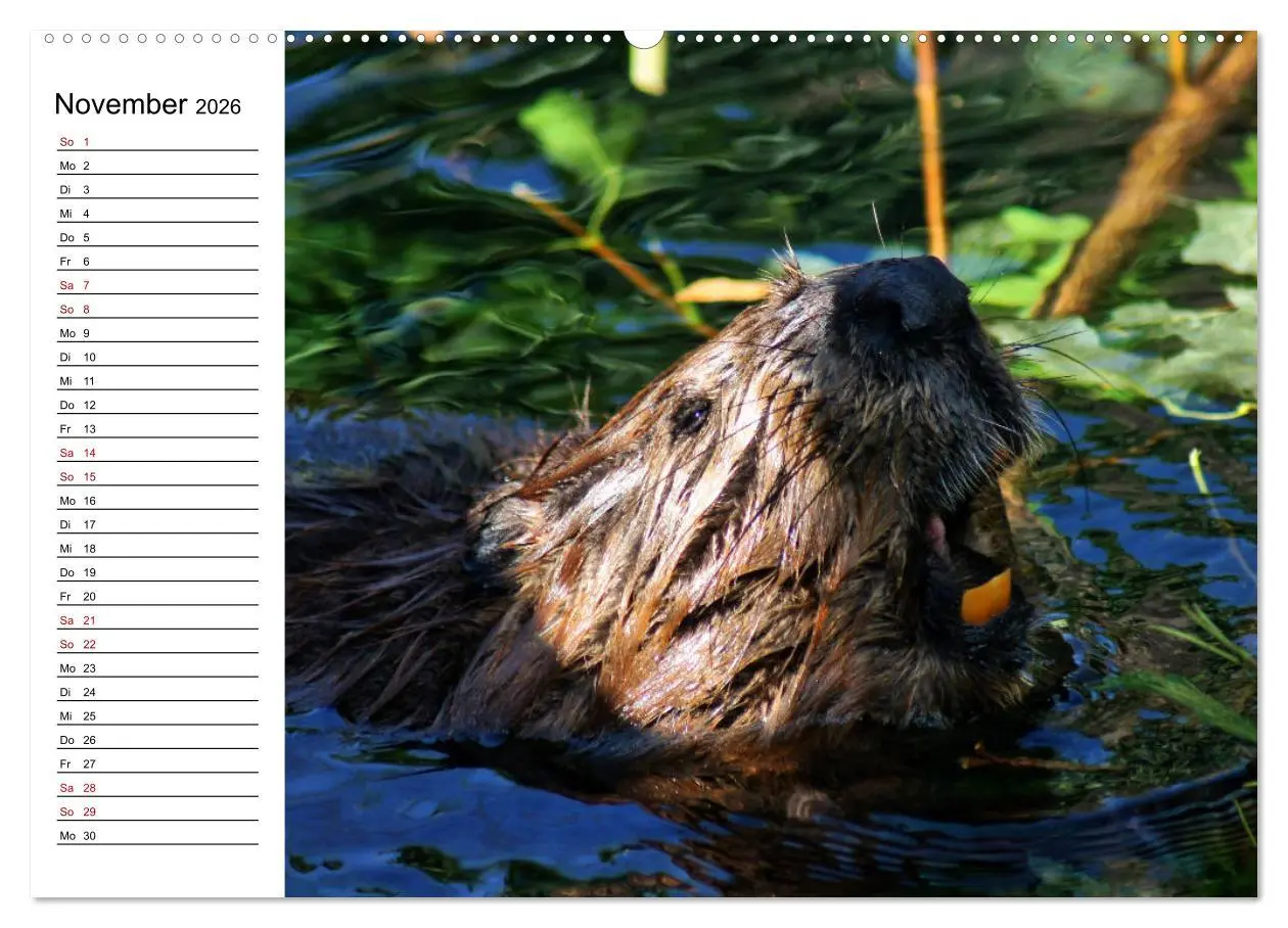 Bild: 9783457755679 | Das Familienleben der Biber (hochwertiger Premium Wandkalender 2026...