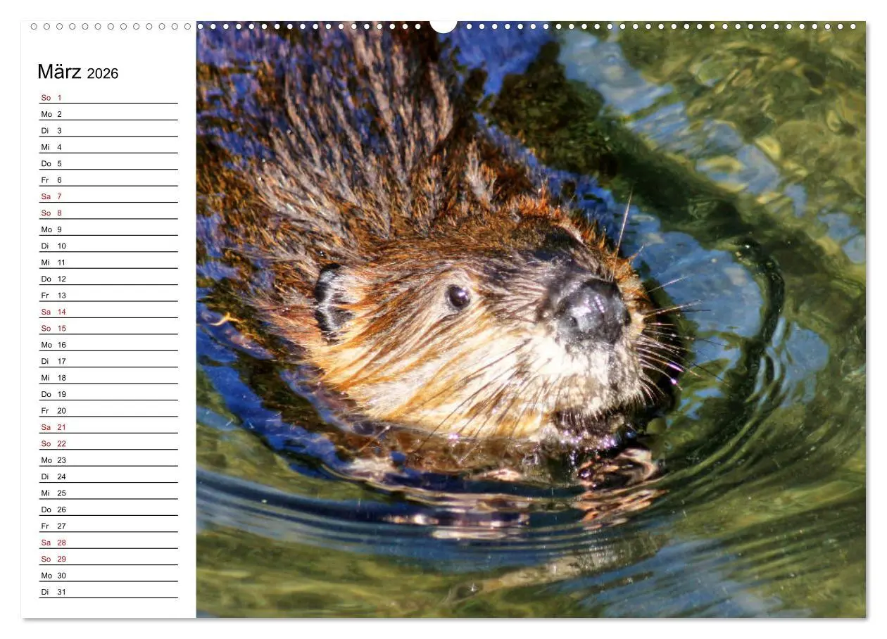 Bild: 9783457755679 | Das Familienleben der Biber (hochwertiger Premium Wandkalender 2026...