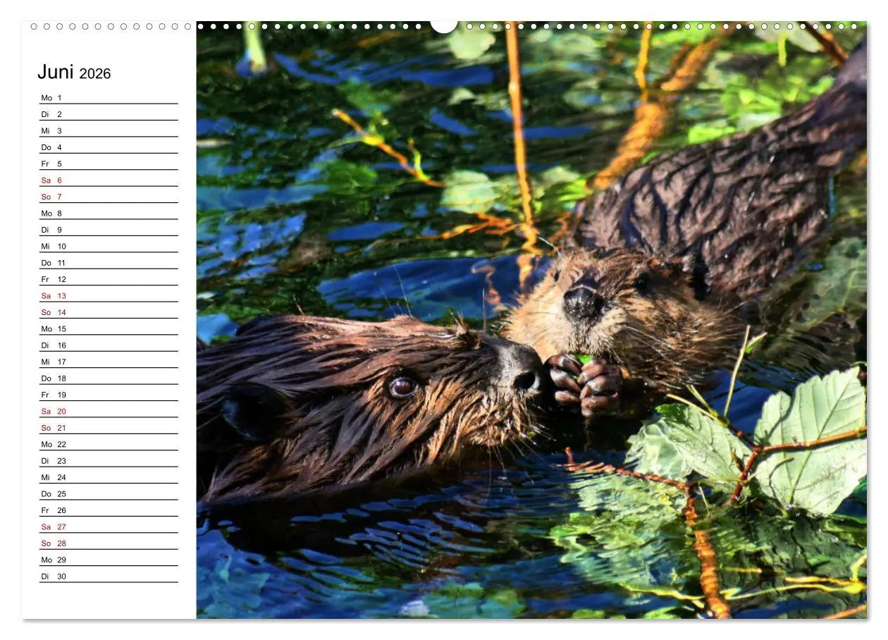 Bild: 9783457755679 | Das Familienleben der Biber (hochwertiger Premium Wandkalender 2026...