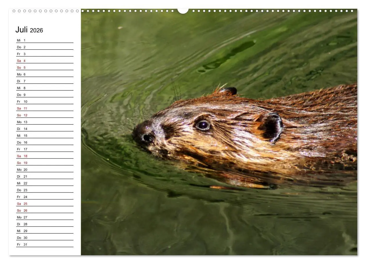 Bild: 9783457755679 | Das Familienleben der Biber (hochwertiger Premium Wandkalender 2026...