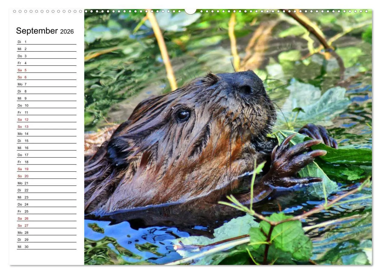 Bild: 9783457755679 | Das Familienleben der Biber (hochwertiger Premium Wandkalender 2026...