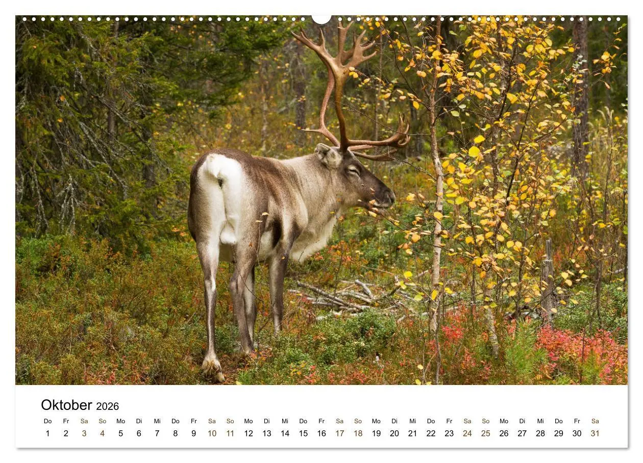 Bild: 9783457735879 | Finnland: eine tierische Entdeckungsreise (hochwertiger Premium...