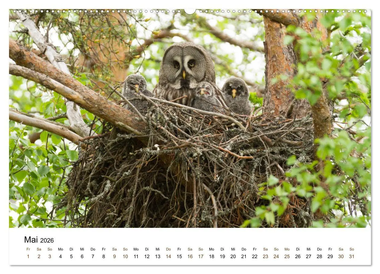 Bild: 9783457735879 | Finnland: eine tierische Entdeckungsreise (hochwertiger Premium...