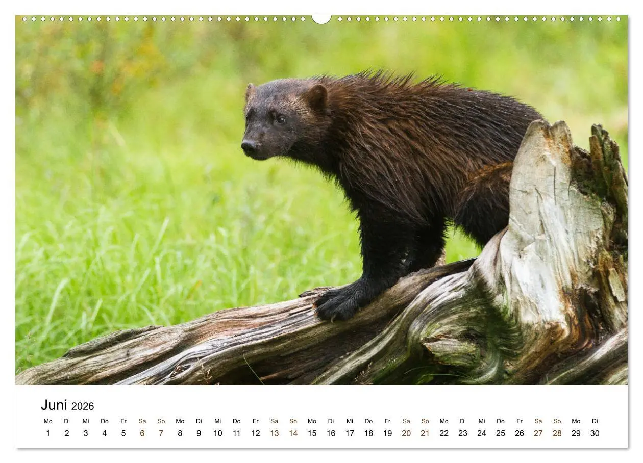 Bild: 9783457735879 | Finnland: eine tierische Entdeckungsreise (hochwertiger Premium...