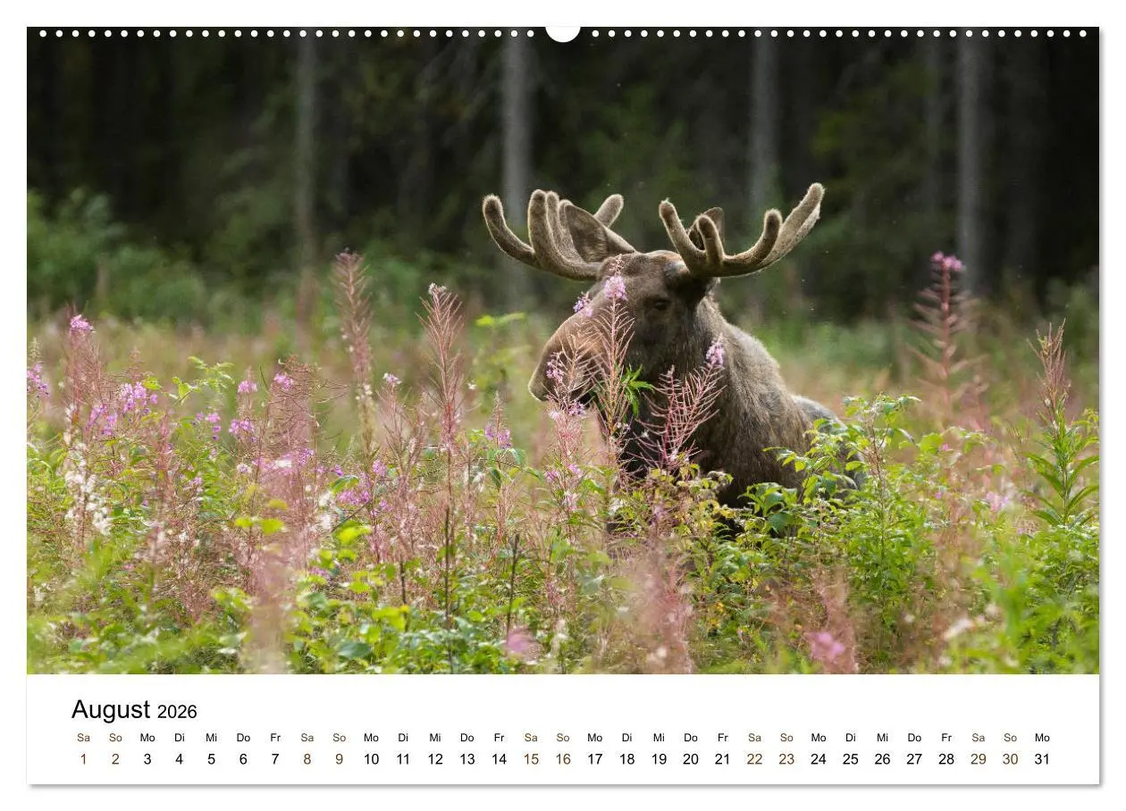 Bild: 9783457735879 | Finnland: eine tierische Entdeckungsreise (hochwertiger Premium...