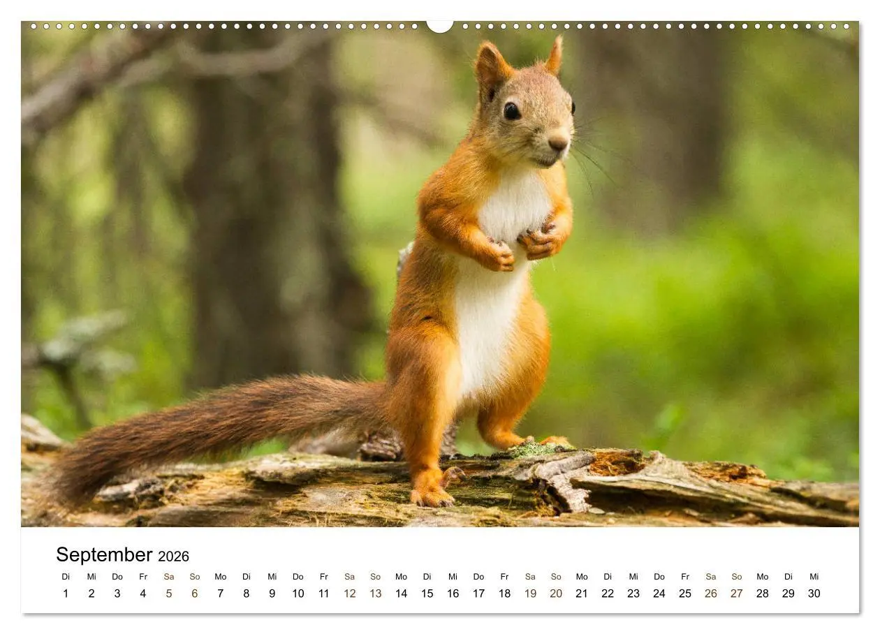 Bild: 9783457735879 | Finnland: eine tierische Entdeckungsreise (hochwertiger Premium...