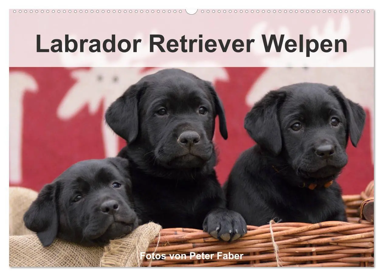 Cover: 9783457805879 | Labrador Retriever Welpen (Wandkalender 2026 DIN A2 quer), CALVENDO...