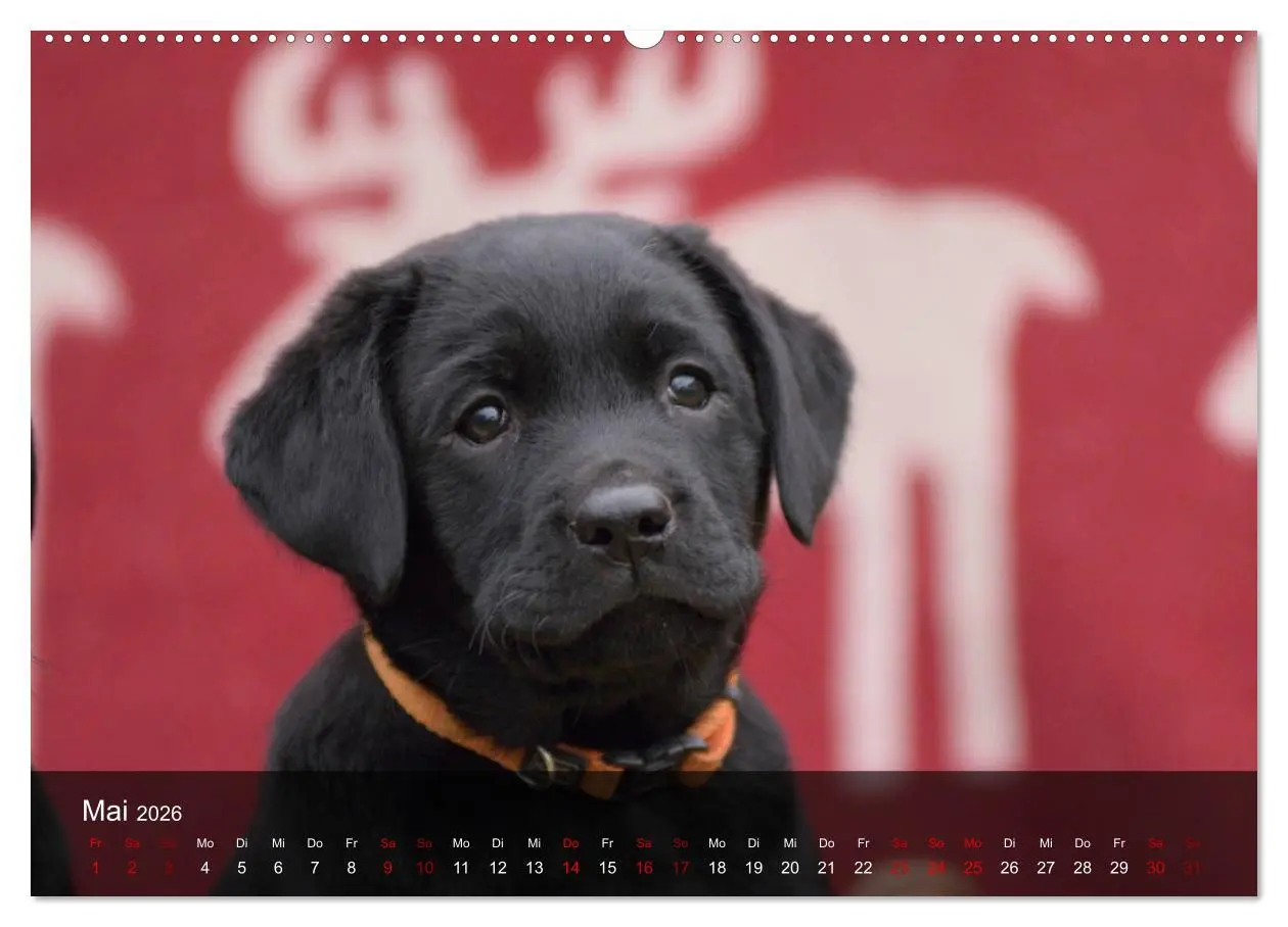 Bild: 9783457805879 | Labrador Retriever Welpen (Wandkalender 2026 DIN A2 quer), CALVENDO...